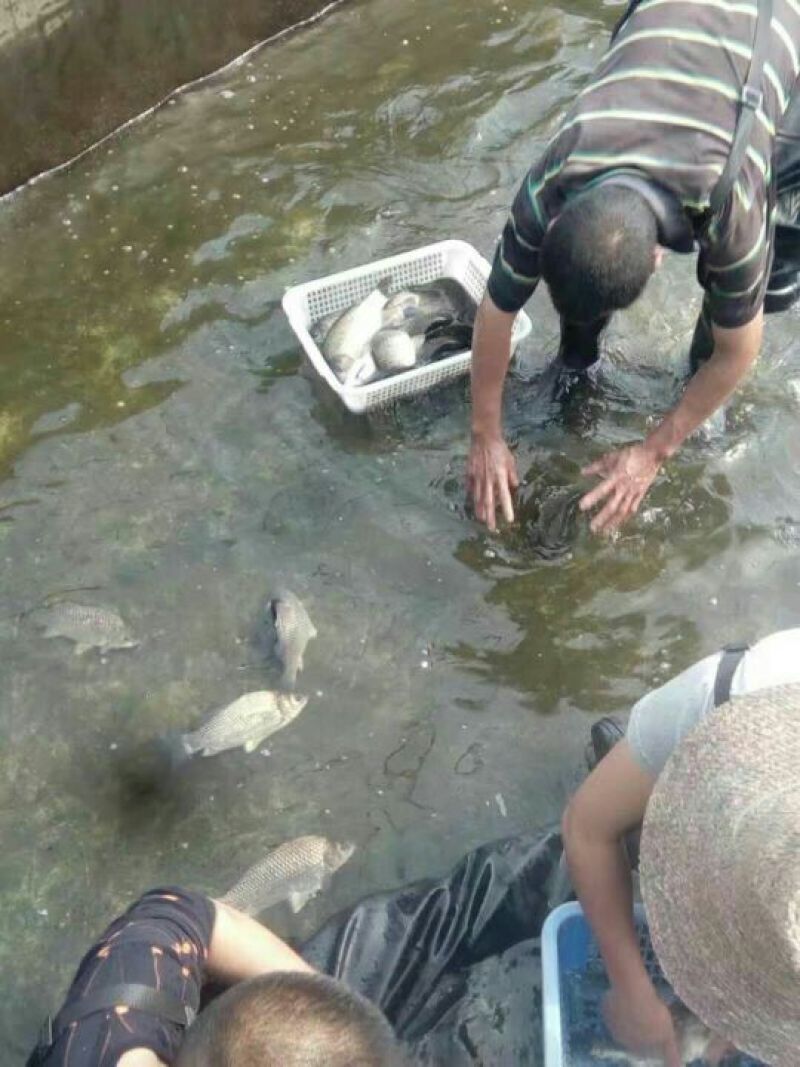 鲫鱼鱼苗