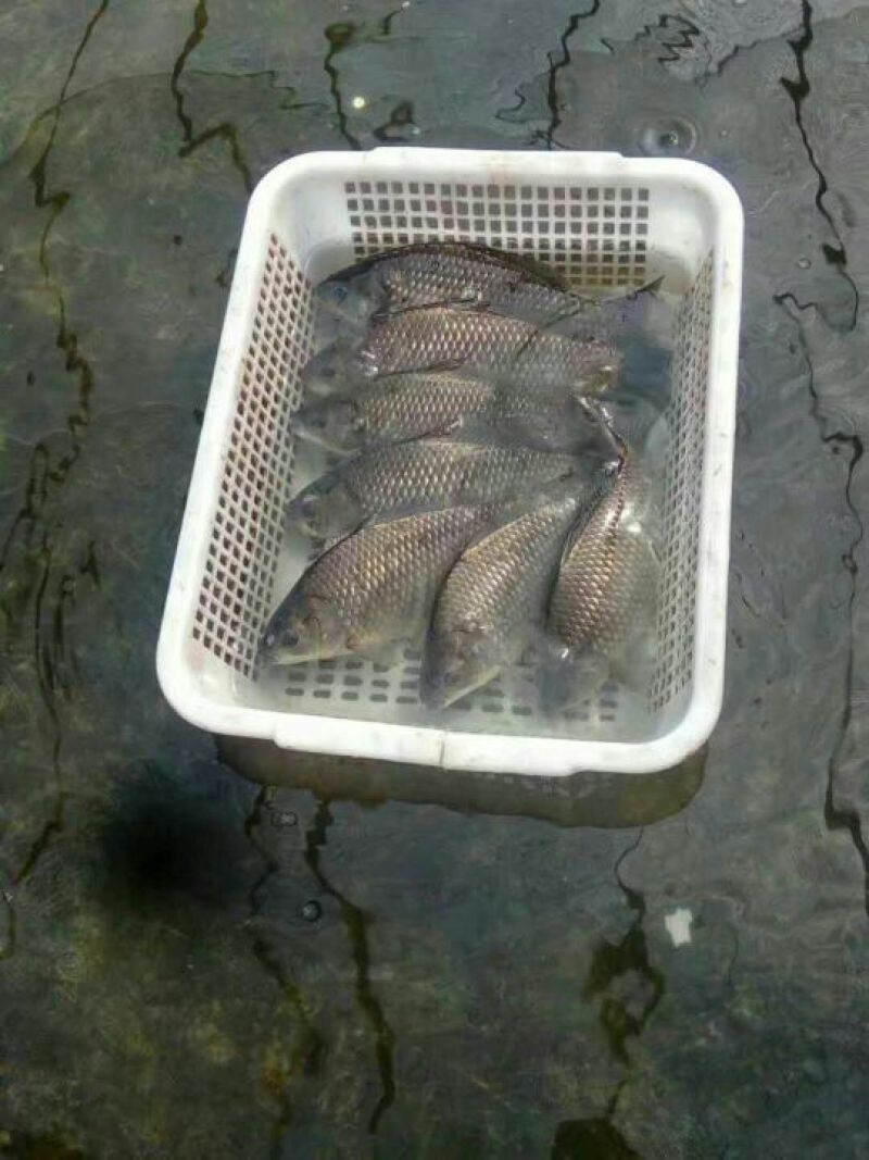 鲫鱼鱼苗
