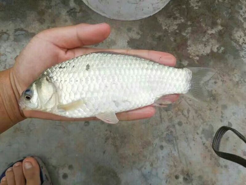 鲫鱼鱼苗