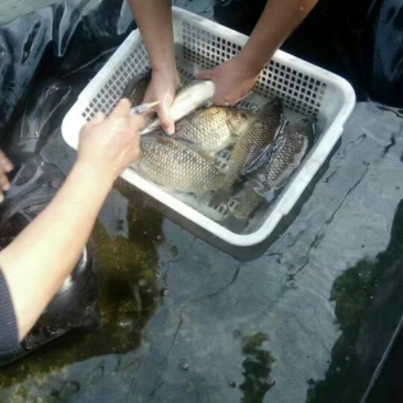 鲫鱼鱼苗