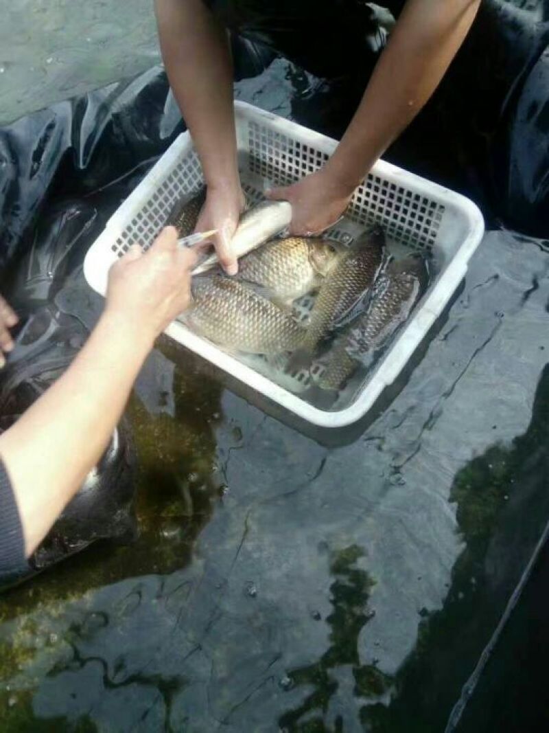 鲫鱼鱼苗