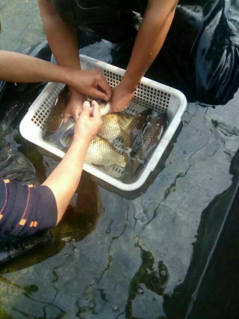 鲫鱼鱼苗