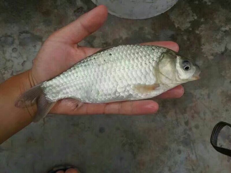鲫鱼鱼苗