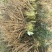 芍药苗10cm以下