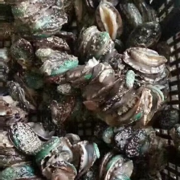 鲍鱼大小规格都有供应饭店市场批发零售
