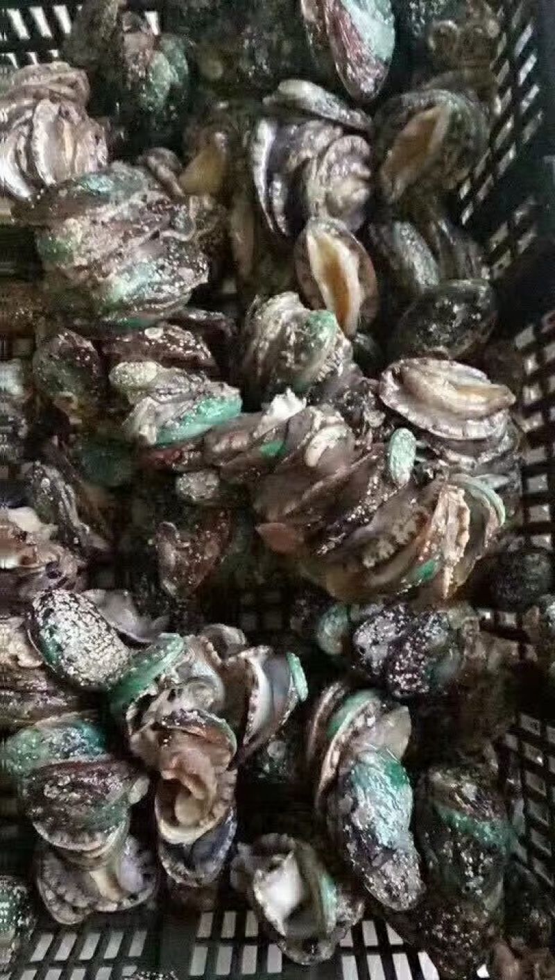 鲍鱼大小规格都有供应饭店市场批发零售