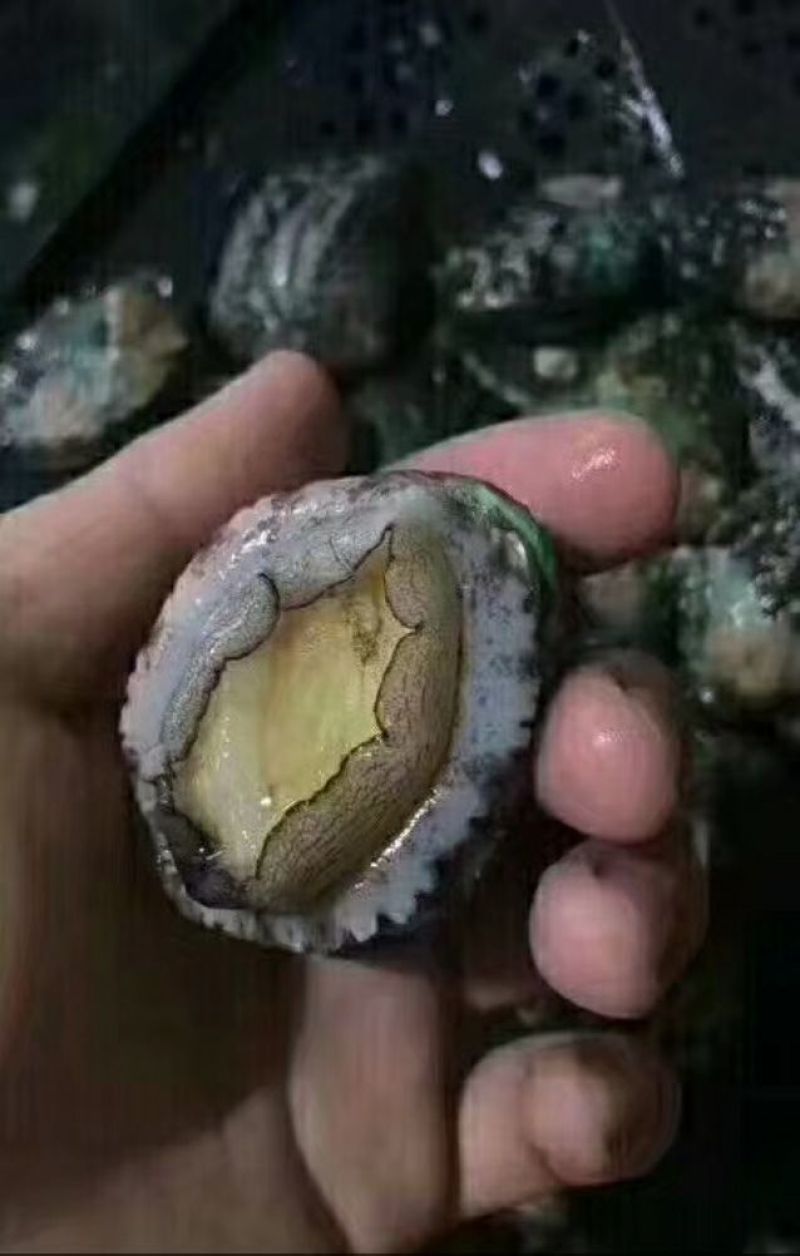 鲍鱼大小规格都有供应饭店市场批发零售