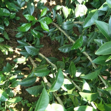 红橘苗50~80cm