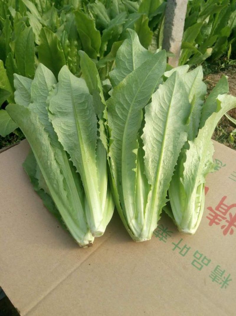 【推荐】精品油麦菜，常年大量供应，提供任何包装。