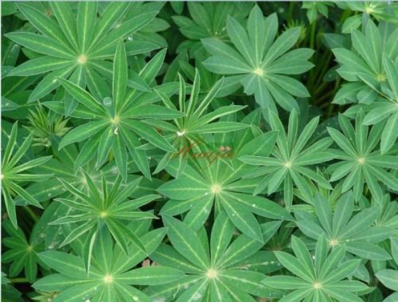 羽扇豆10~20cm一手货源诚信合作欢迎咨询订购