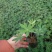 羽扇豆10~20cm一手货源诚信合作欢迎咨询订购