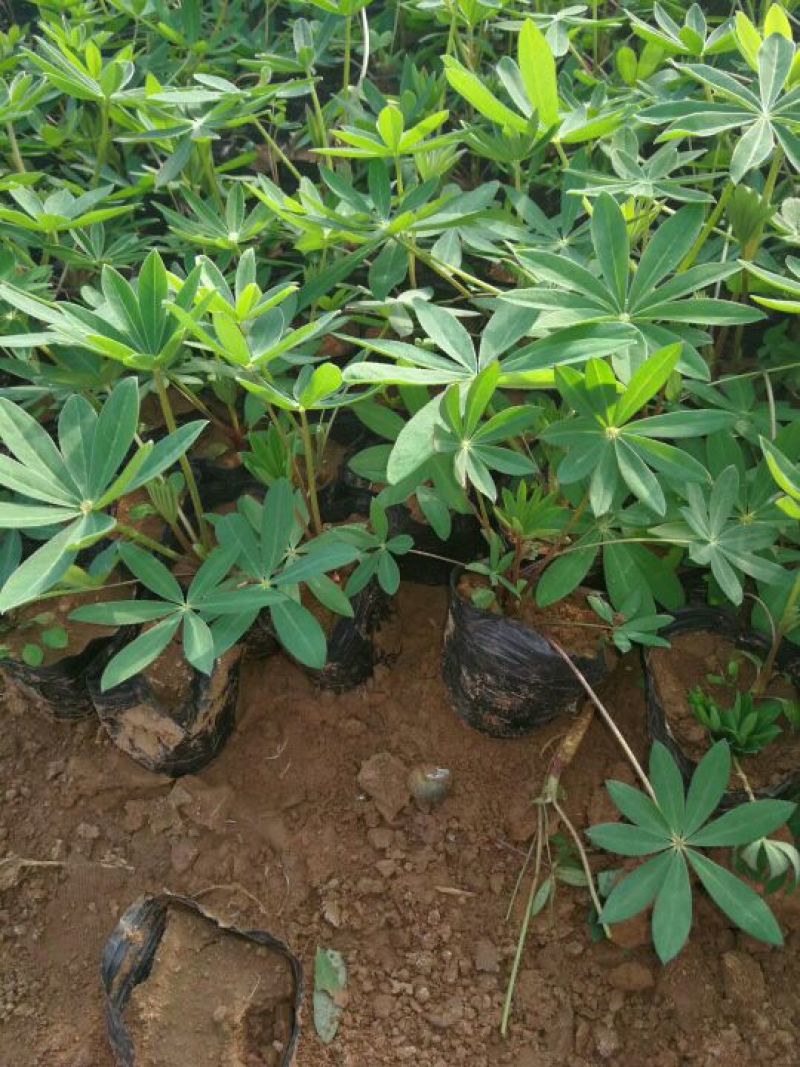 羽扇豆10~20cm一手货源诚信合作欢迎咨询订购