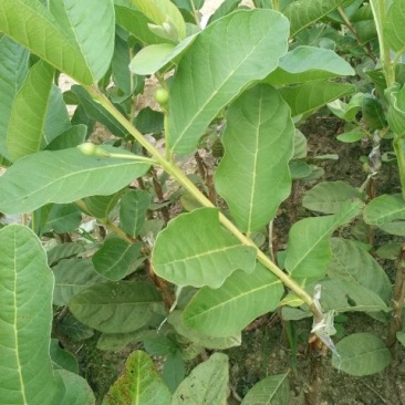 台湾珍珠番石榴苗30cm以下