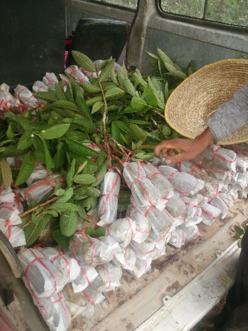 台湾珍珠番石榴苗30cm以下