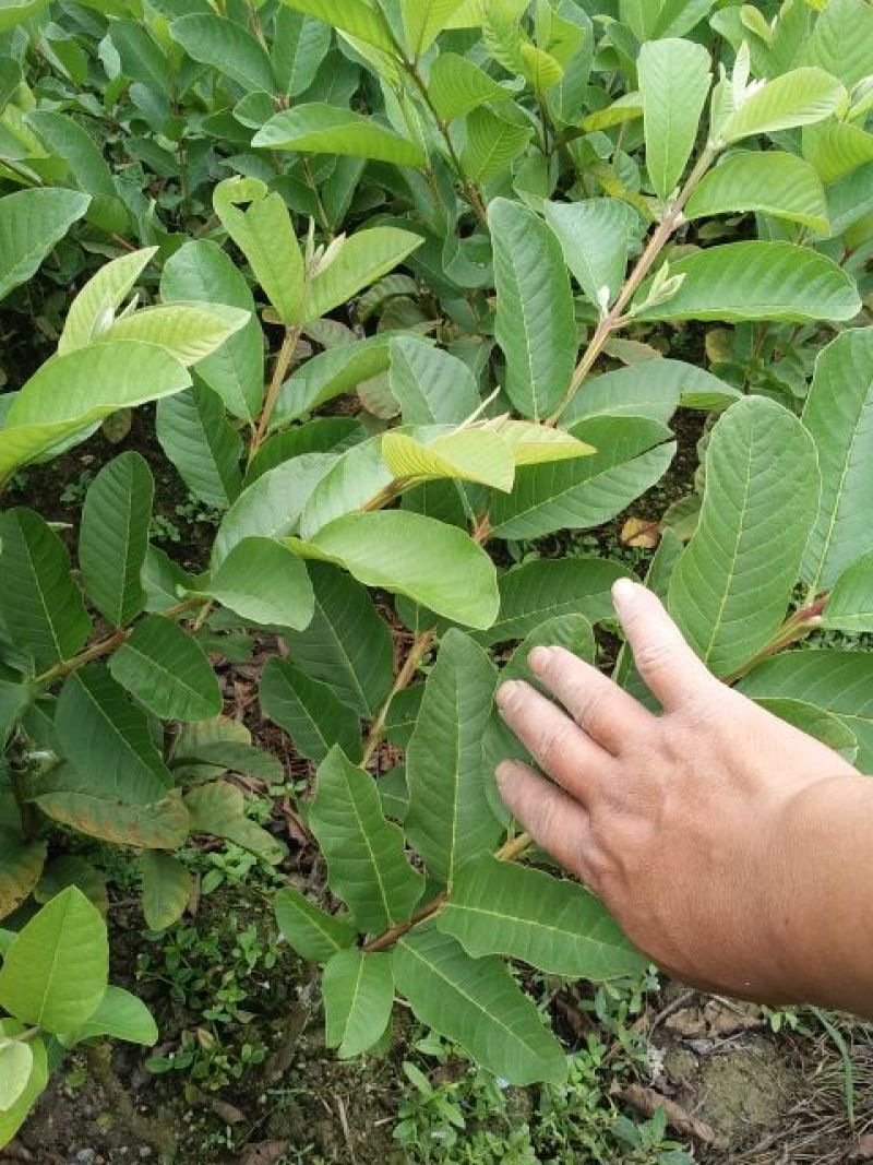 台湾珍珠番石榴苗30cm以下