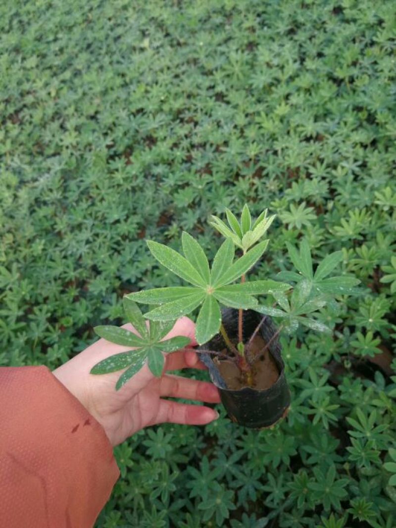 鲁冰花苗基地直发价格美丽诚信合作欢迎来电