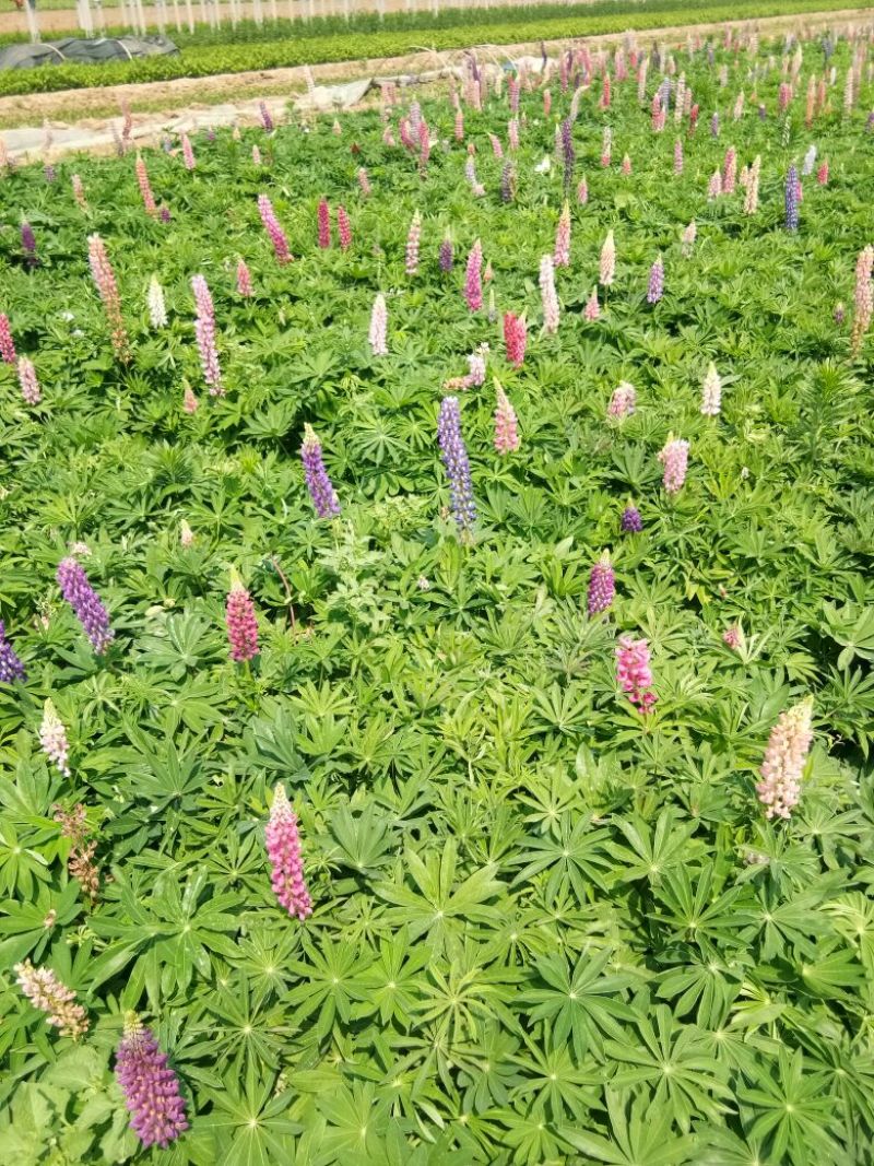 鲁冰花苗基地直发价格美丽诚信合作欢迎来电
