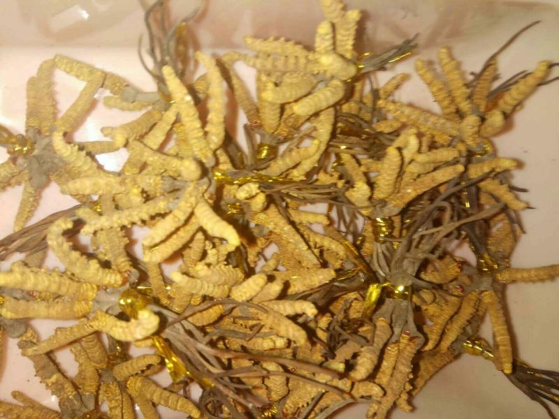 冬虫夏草袋装