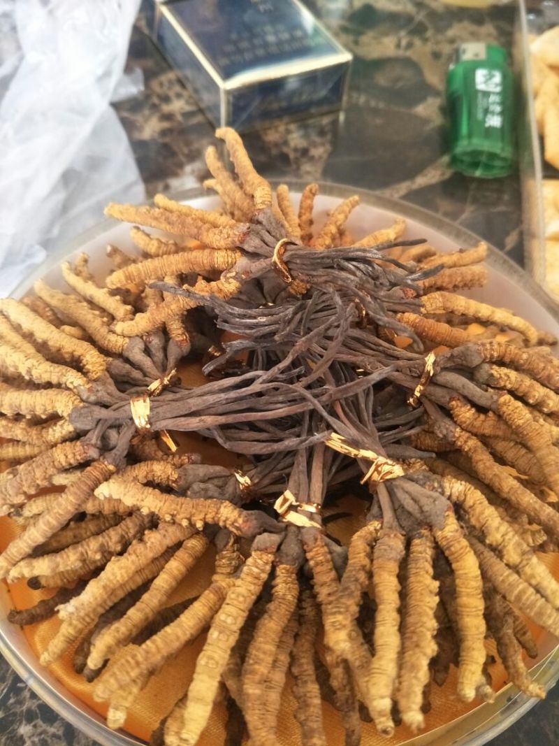 冬虫夏草袋装