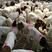 羊羔免费送货赠送铡草机自由挑选报销路费