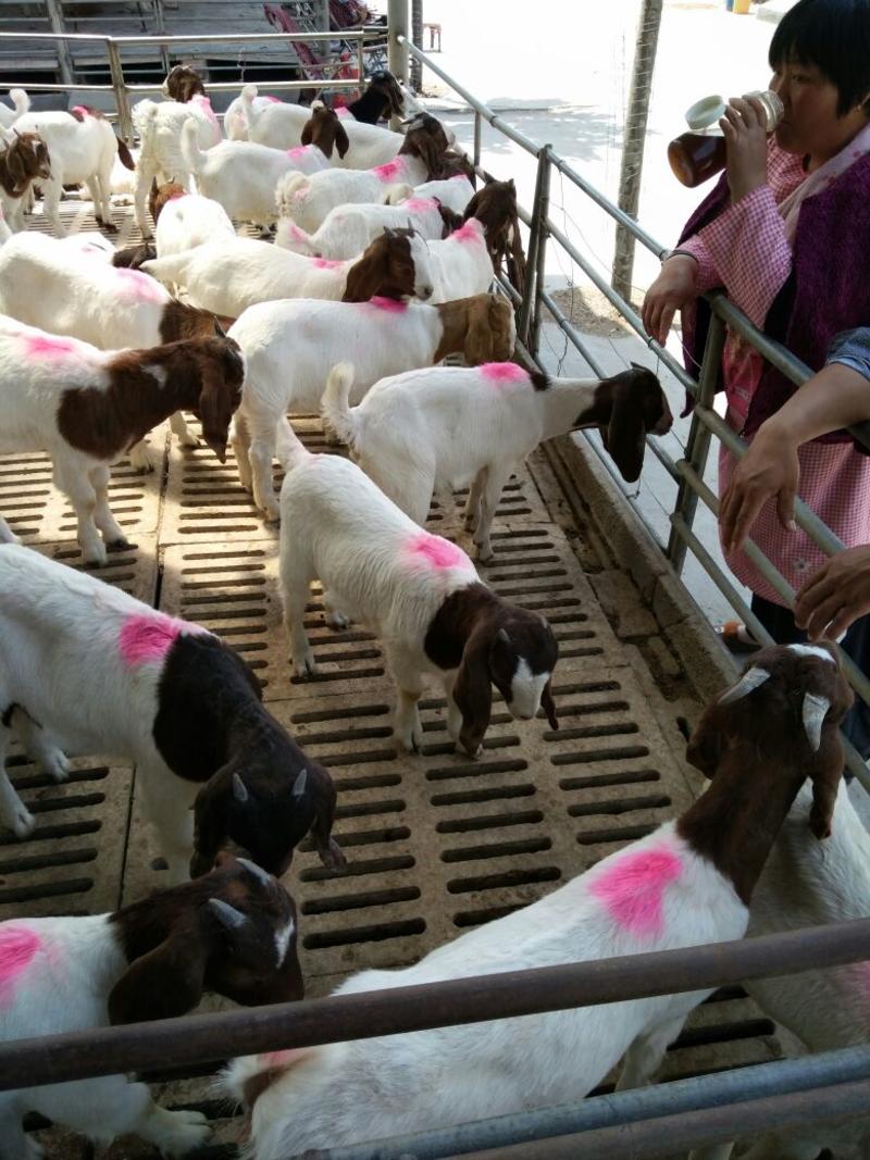 羊羔免费送货赠送铡草机自由挑选报销路费