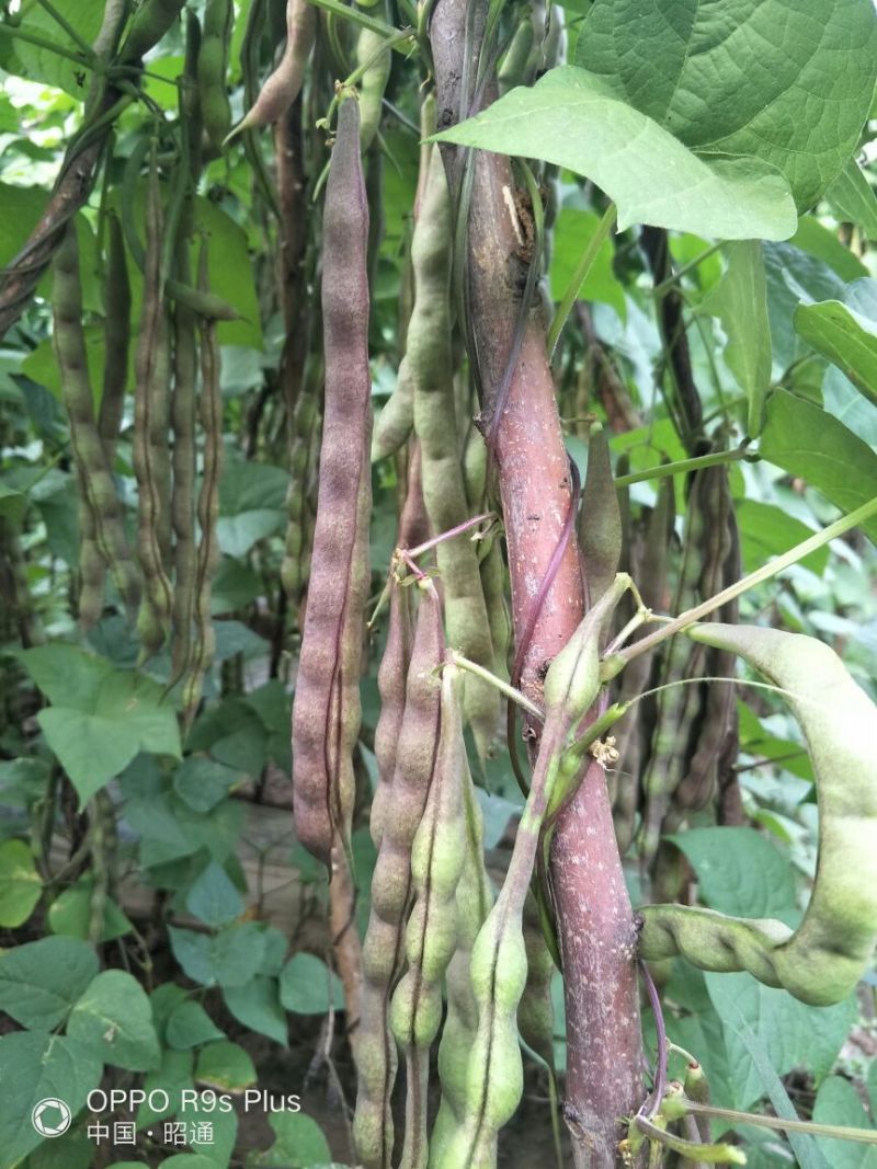 白花四季豆20~25cm