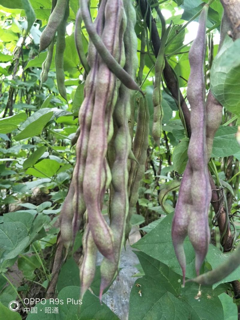 白花四季豆20~25cm