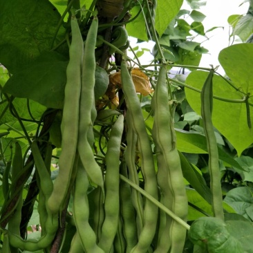 白花四季豆20~25cm