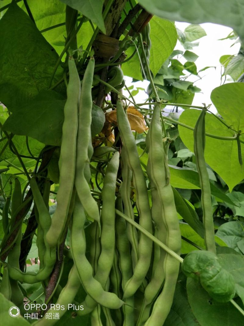 白花四季豆20~25cm
