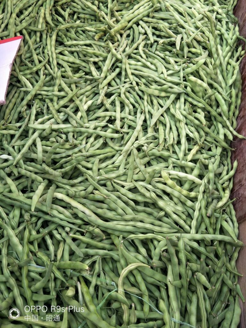 白花四季豆20~25cm