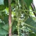 白花四季豆20~25cm
