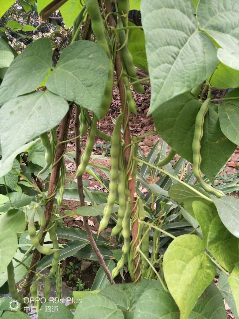 白花四季豆20~25cm