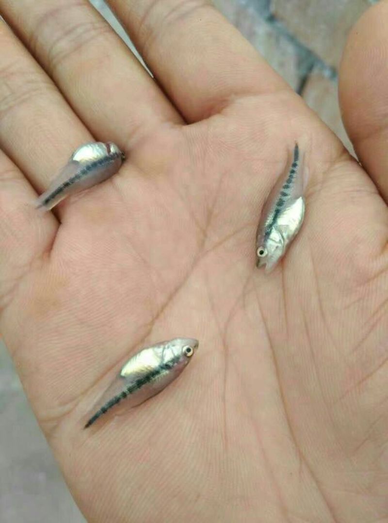 鲈鱼鱼苗加州鲈鱼鱼苗