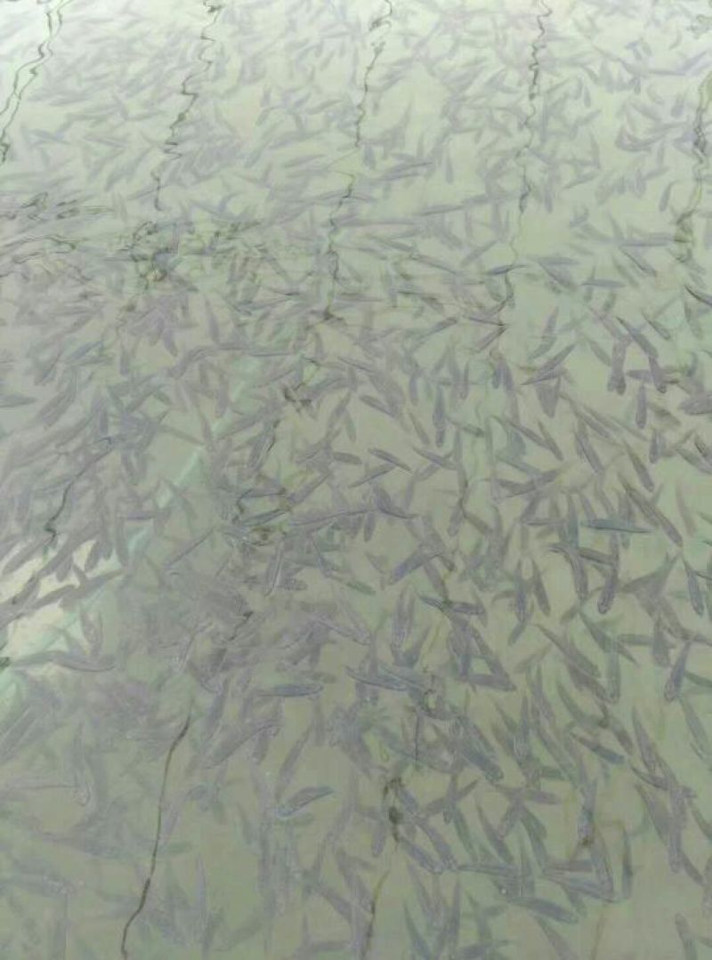 鲈鱼鱼苗加州鲈鱼鱼苗