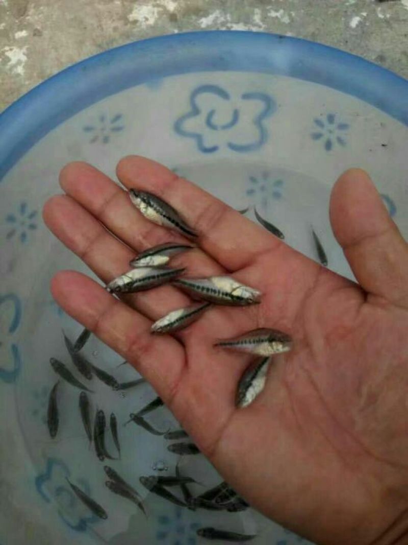 鲈鱼鱼苗加州鲈鱼鱼苗