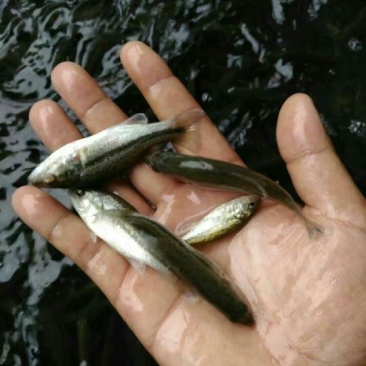 鲈鱼鱼苗加州鲈鱼鱼苗