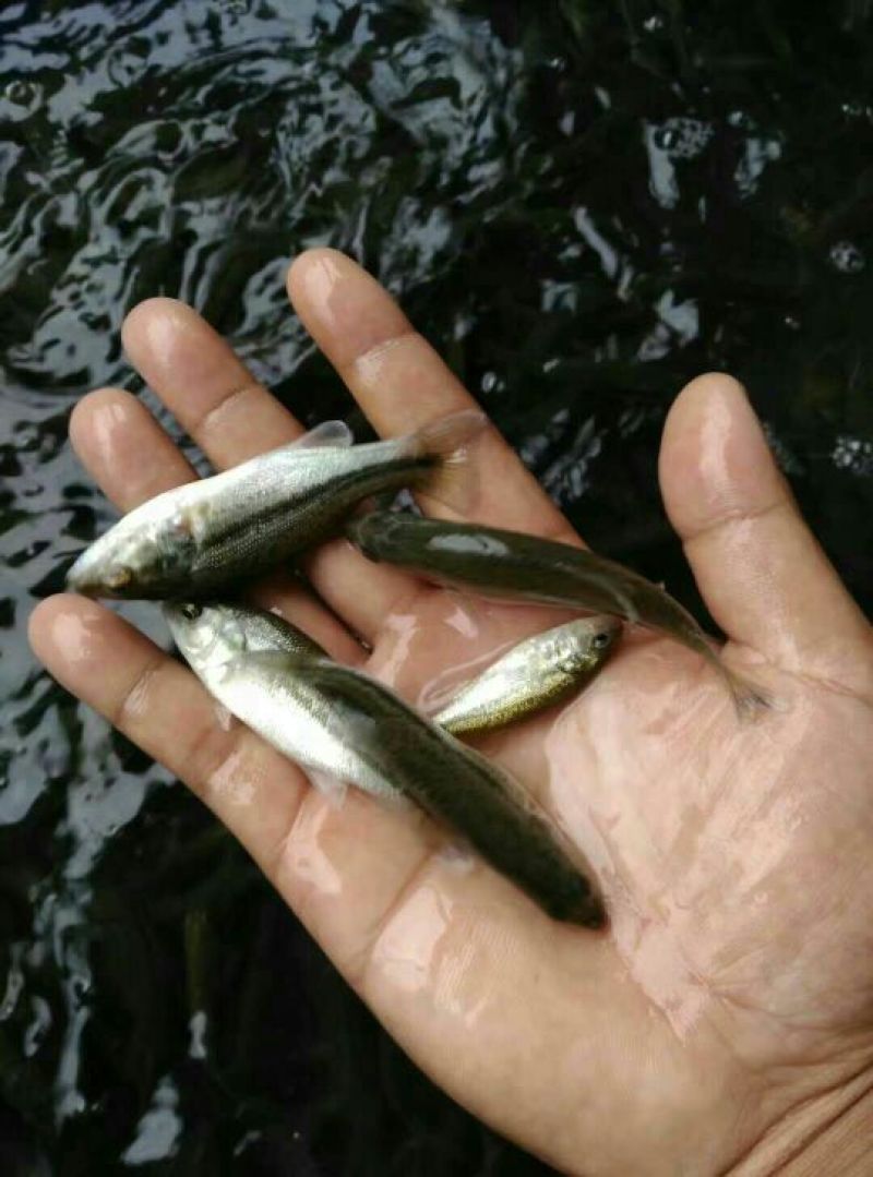 鲈鱼鱼苗加州鲈鱼鱼苗