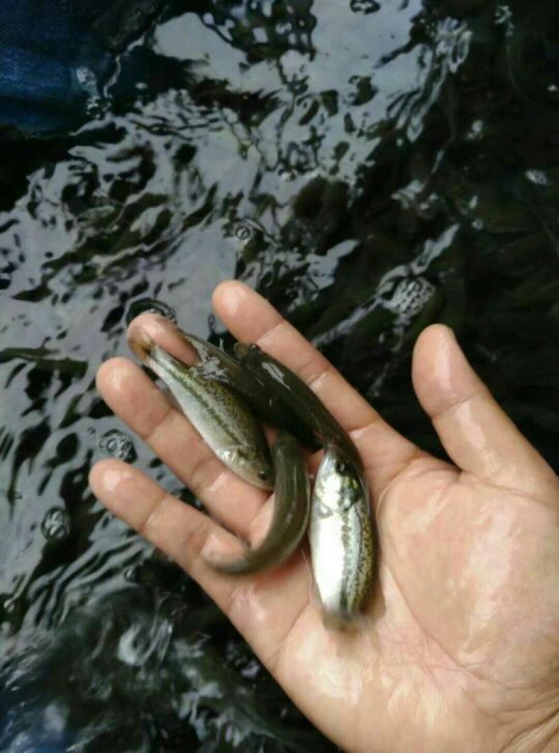 鲈鱼鱼苗加州鲈鱼鱼苗