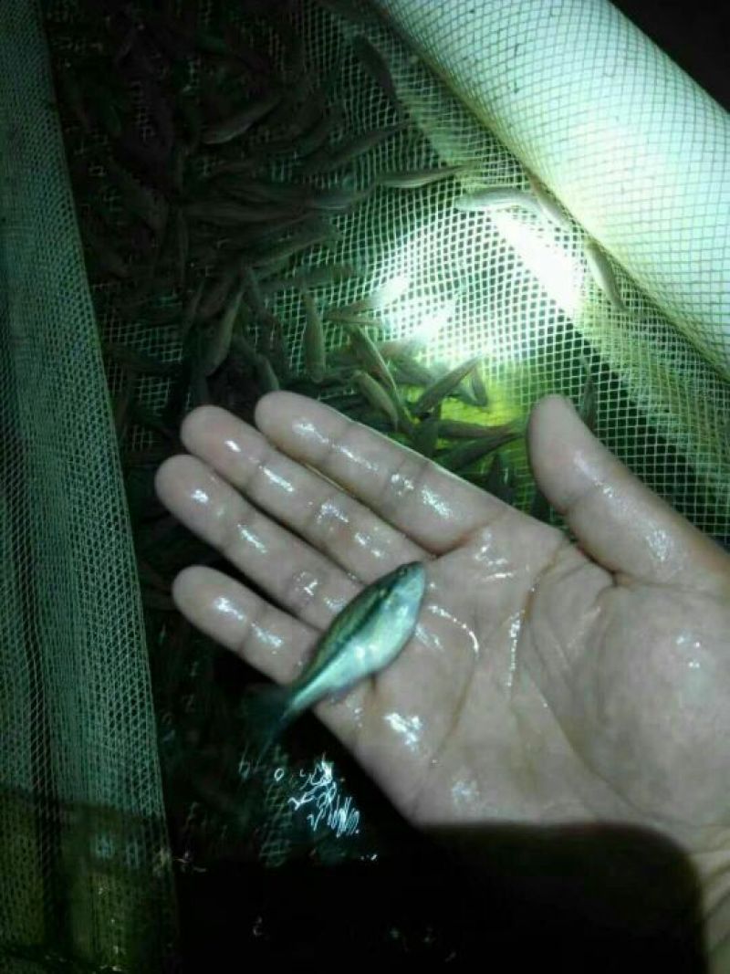 鲈鱼鱼苗加州鲈鱼鱼苗