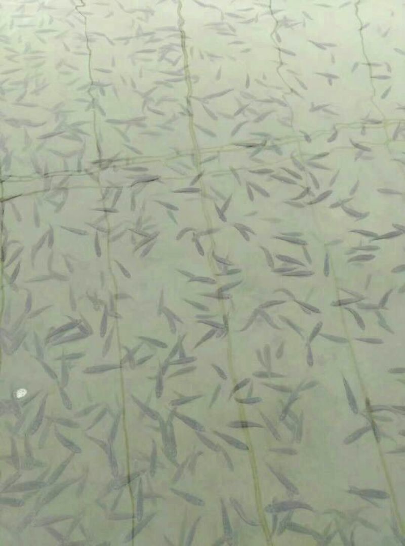 鲈鱼鱼苗加州鲈鱼鱼苗