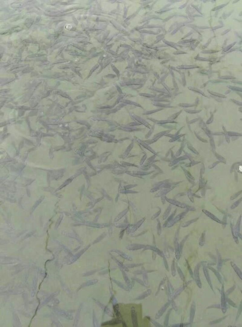 鲈鱼鱼苗加州鲈鱼鱼苗