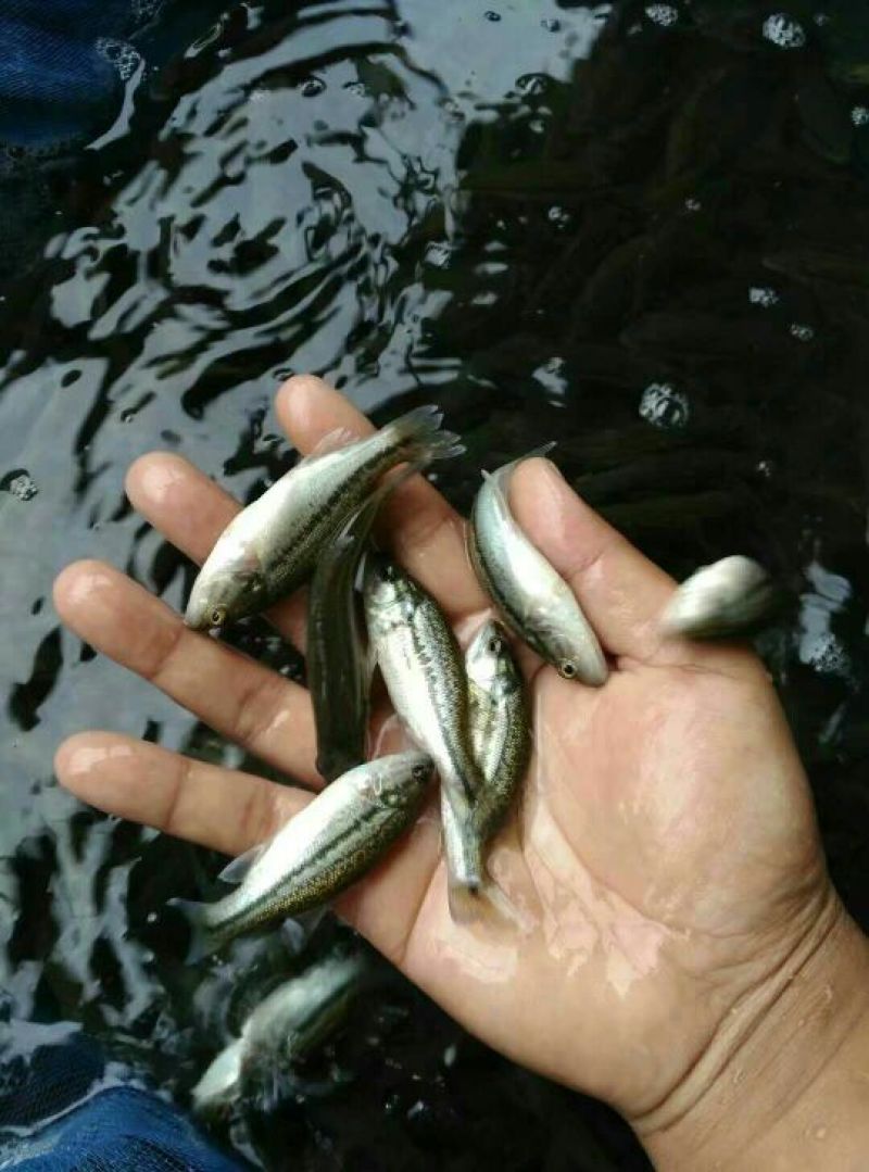 鲈鱼鱼苗加州鲈鱼鱼苗