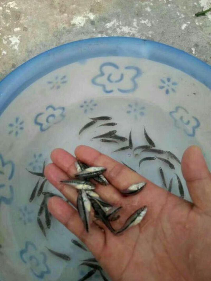鲈鱼鱼苗加州鲈鱼鱼苗