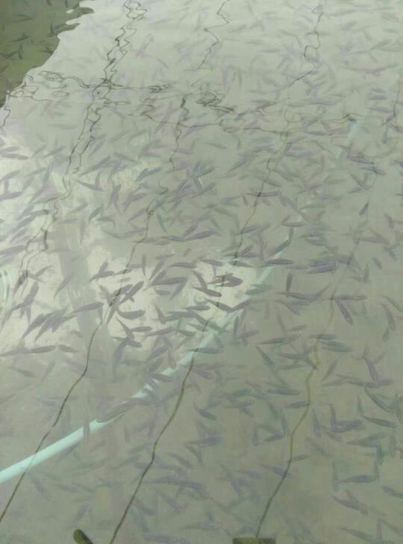 鲈鱼鱼苗加州鲈鱼鱼苗