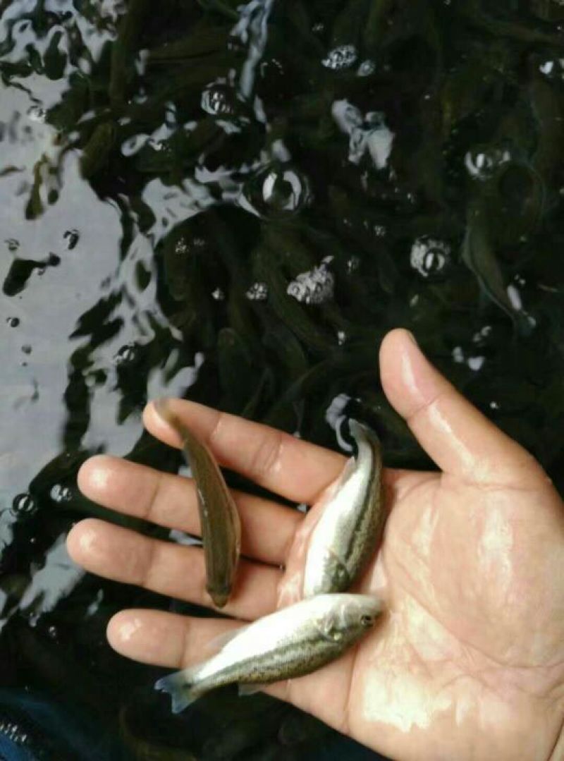 鲈鱼鱼苗加州鲈鱼鱼苗