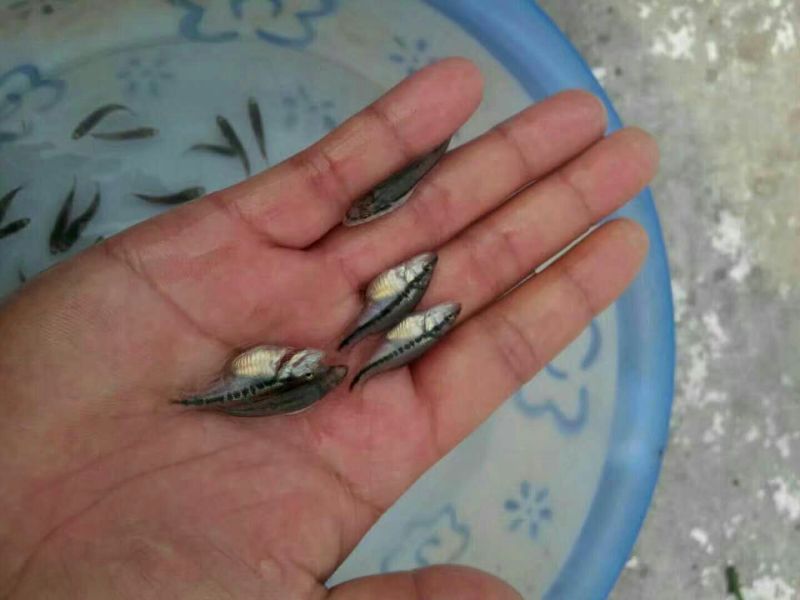 鲈鱼鱼苗加州鲈鱼鱼苗
