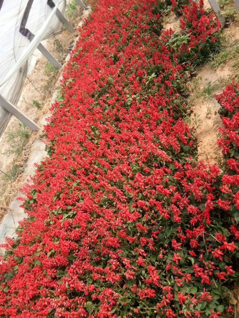 一串红种苗20~基地直发价格美丽诚信合作欢迎来电
