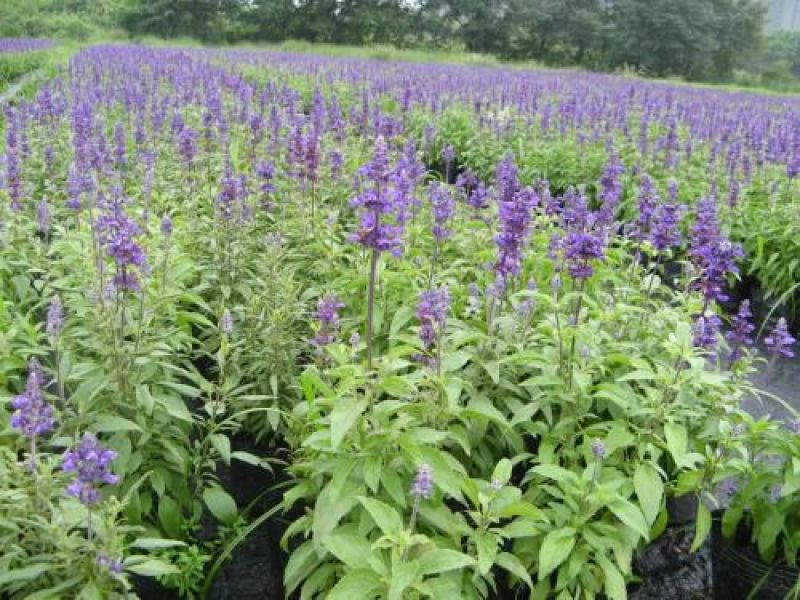鼠尾草种苗品质好价格优诚信合作价格美丽欢迎来电