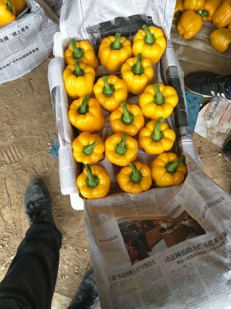 山东寿光当季新鲜脆甜彩椒基地直发厚肉生吃大宗批发