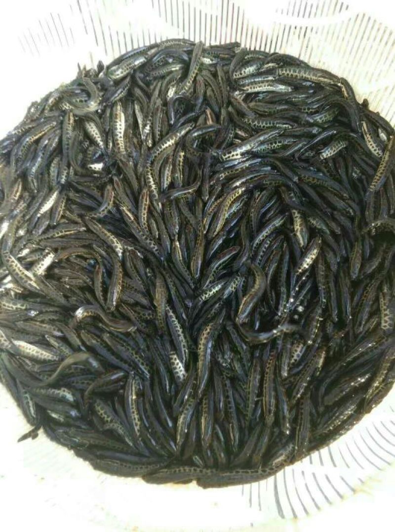 黑鱼鱼苗人工养殖